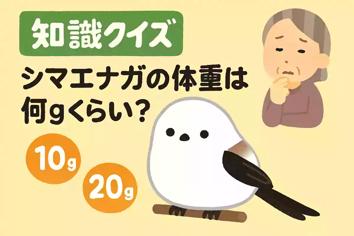 シマエナガの体重は何gくらいでしょう？