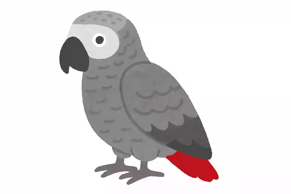 ヨウム(洋鵡)