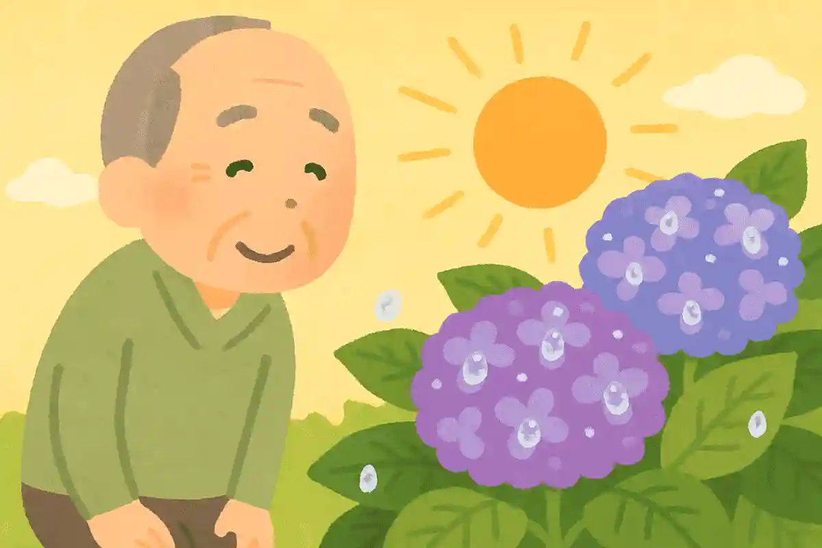 紫陽花に 雫あつめて 朝日かな