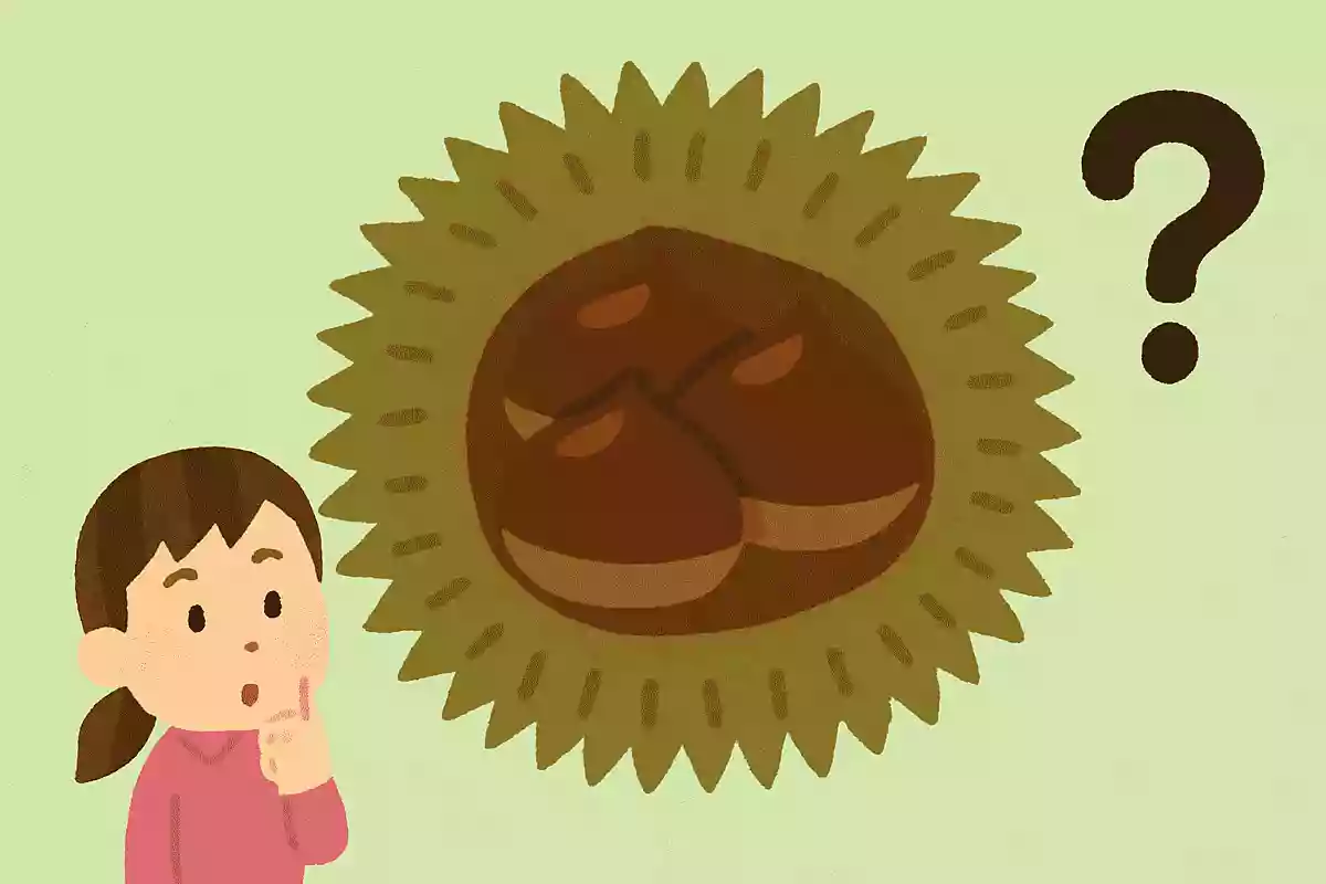 栗のイガの中にはいくつ栗が入っているでしょう？