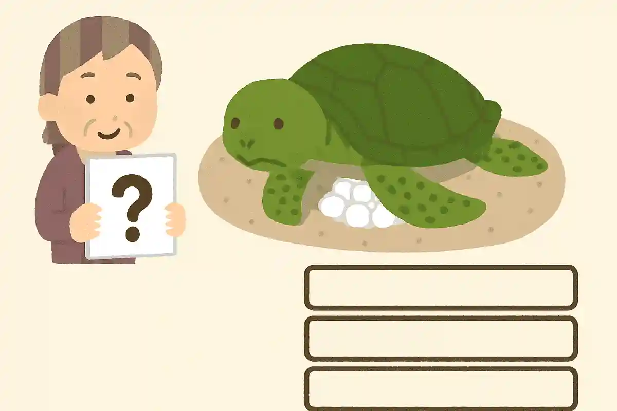 ウミガメが卵を産む時期はいつですか？