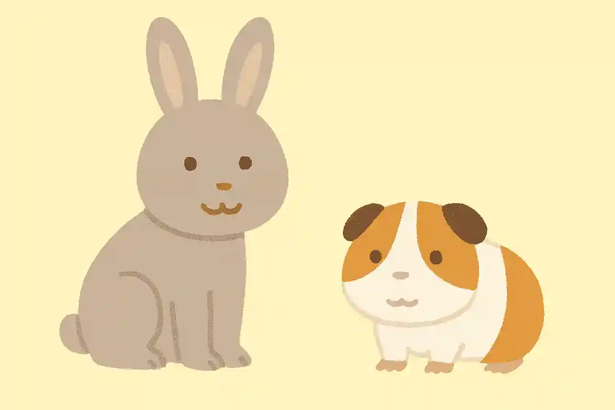 うさぎとモルモットはどちらが大きい？