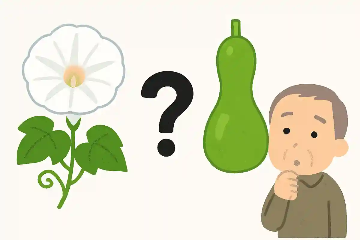 朝顔と似た花を咲かせる夕顔の実は、加工するとある食材になります。何になるでしょうか?