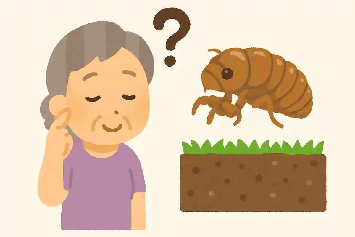 セミの幼虫は何年くらい土の中で過ごすでしょうか?