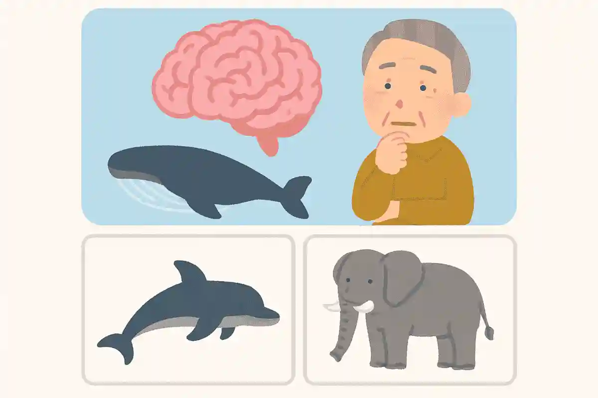 脳の重量が最も大きい生き物はどれでしょうか