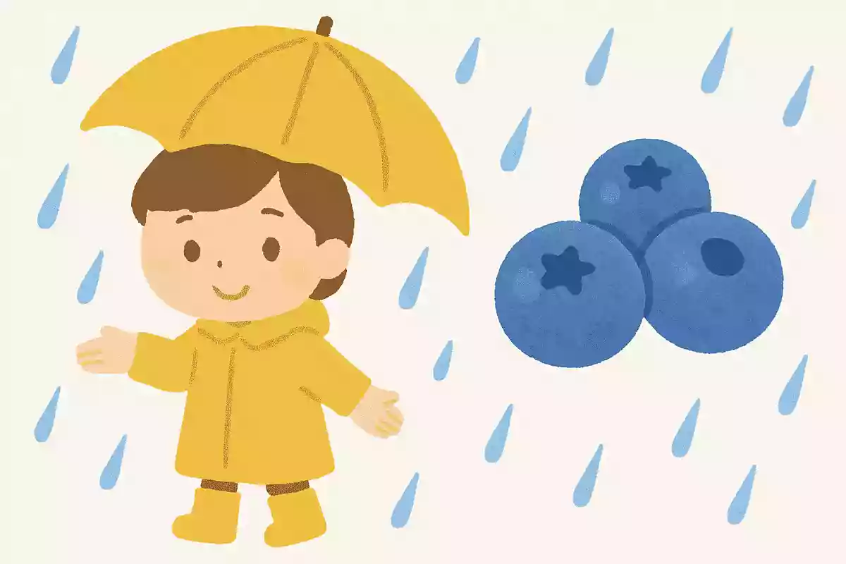 梅雨の時期にとく獲れる、青くて丸い実はなんでしょうか?