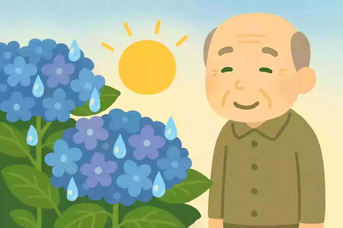紫陽花に 雫あつめて 朝日かな