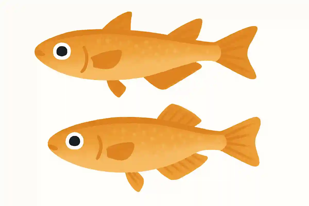 メダカのオスとメスは何で見分ける？