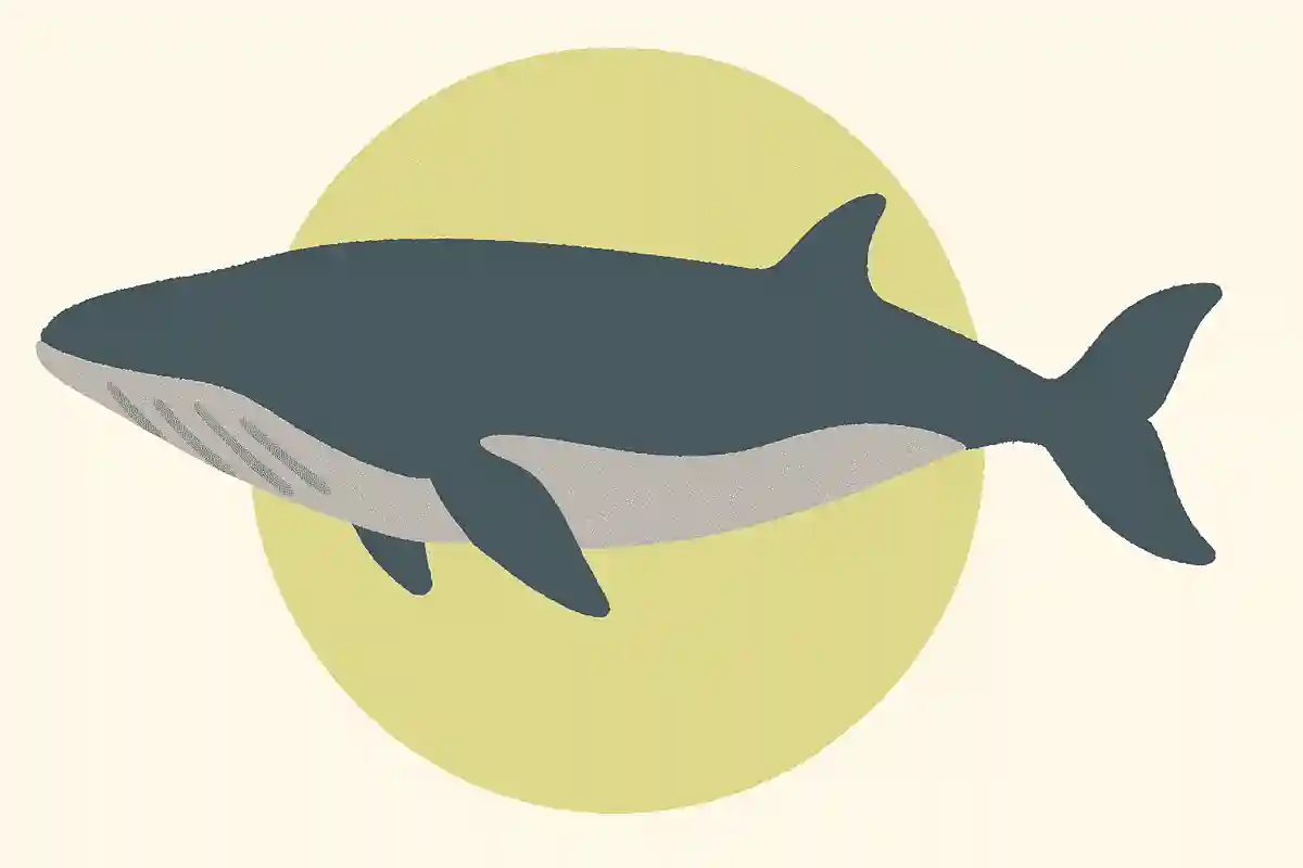 ミンククジラ（ミンク鯨）