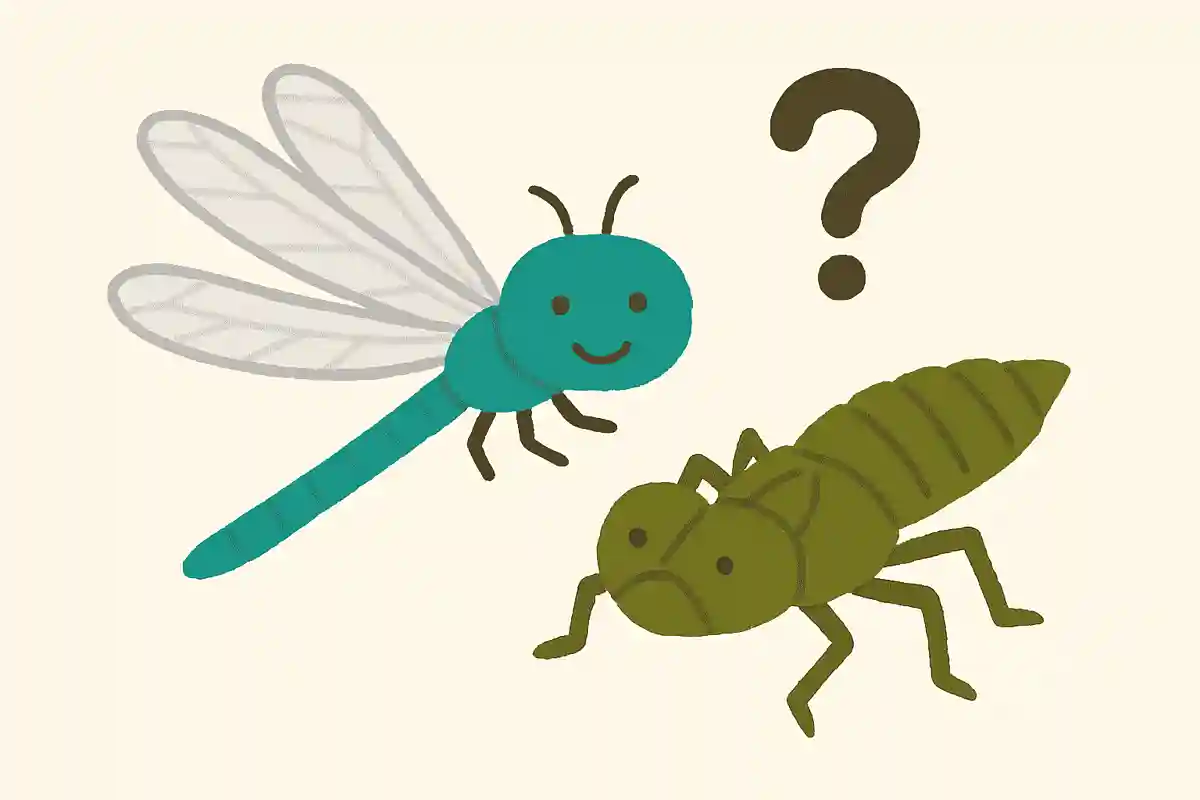 トンボが幼虫のことはなんと呼ばれているでしょう