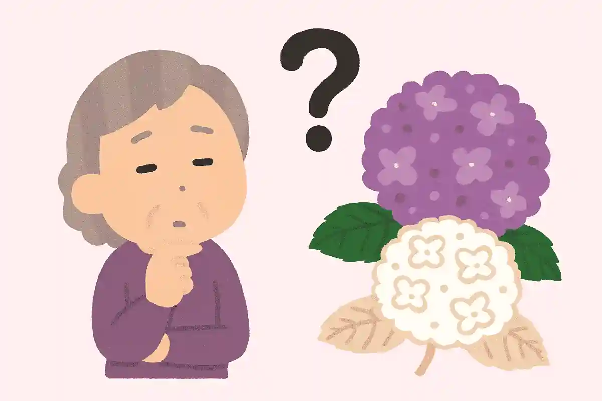 紫陽花の元々の色は何色でしょうか