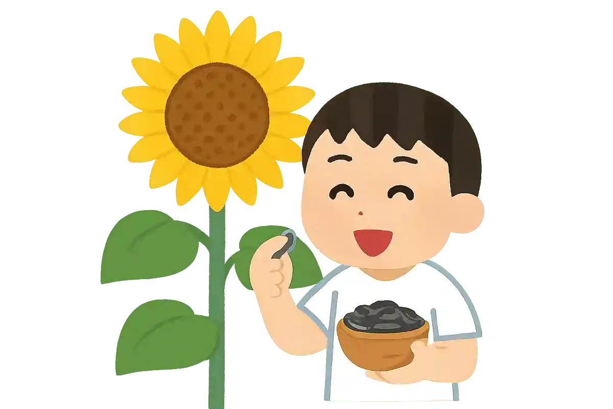 ひまわりはもともと食用だった