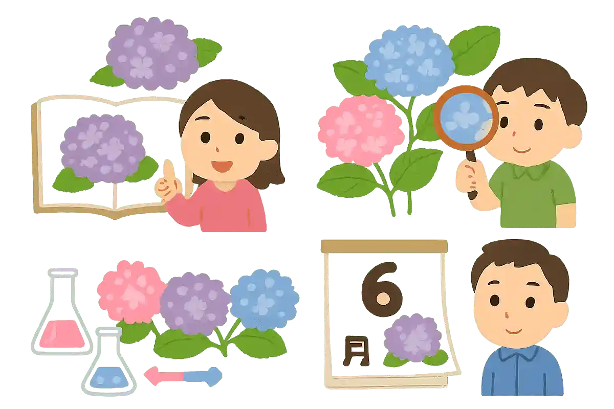 アジサイは夏の季語