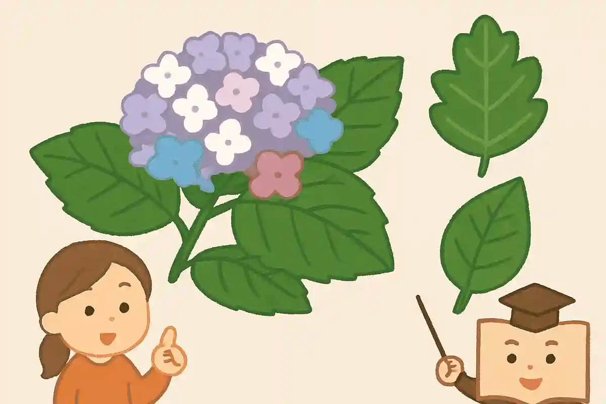 カシワバアジサイの葉は柏の葉っぱに形が似ている