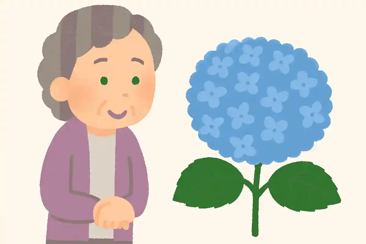 ガクアジサイを改良したホンアジサイは、丸く固まって咲くため別名何と呼ばれているでしょうか？