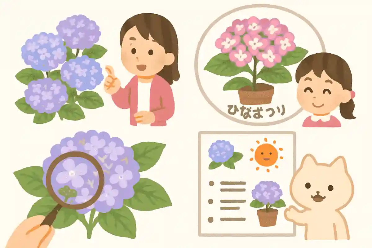 「ひな祭り」という品種のアジサイがある