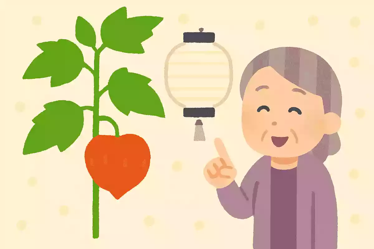お盆にはつきものと言われ、盆提灯の形にも似ている植物は何でしょうか?