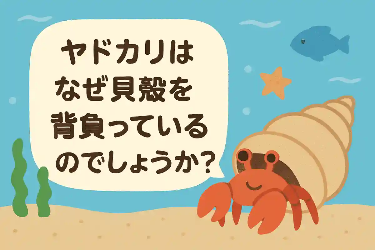 ヤドカリはなぜ貝殻を背負っているのでしょうか？