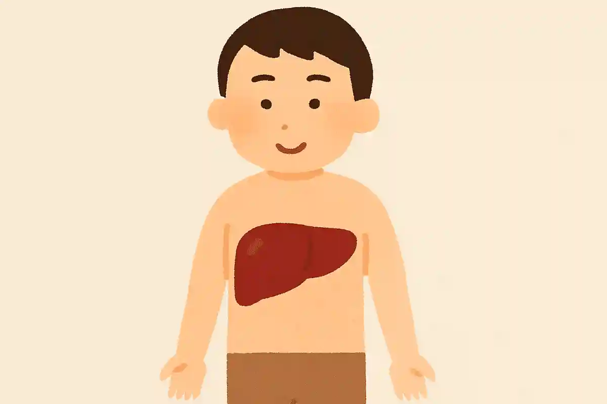 人体で最も大きい臓器は？