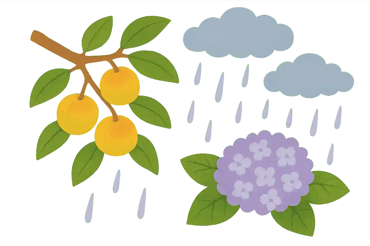 梅の実が熟すタイミングだから梅雨の字には「梅」が入る