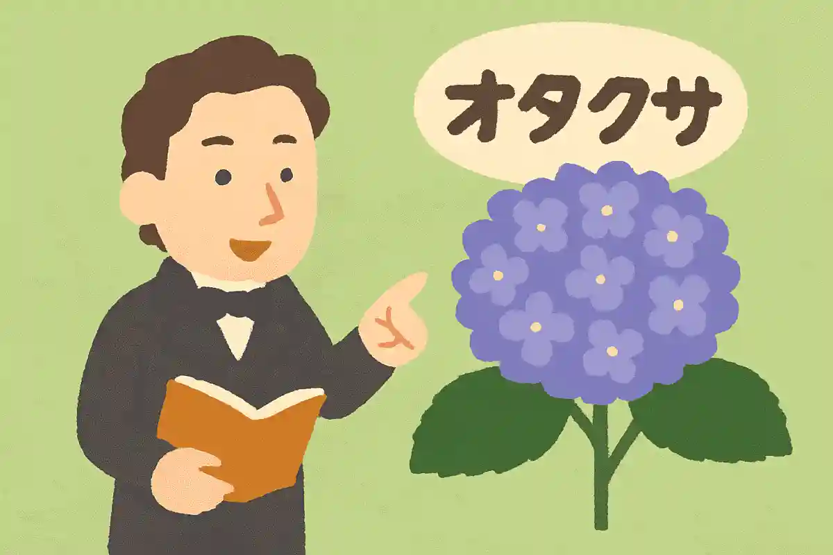 シーボルトはアジサイに「オタクサ」と名付けようとしたことがある