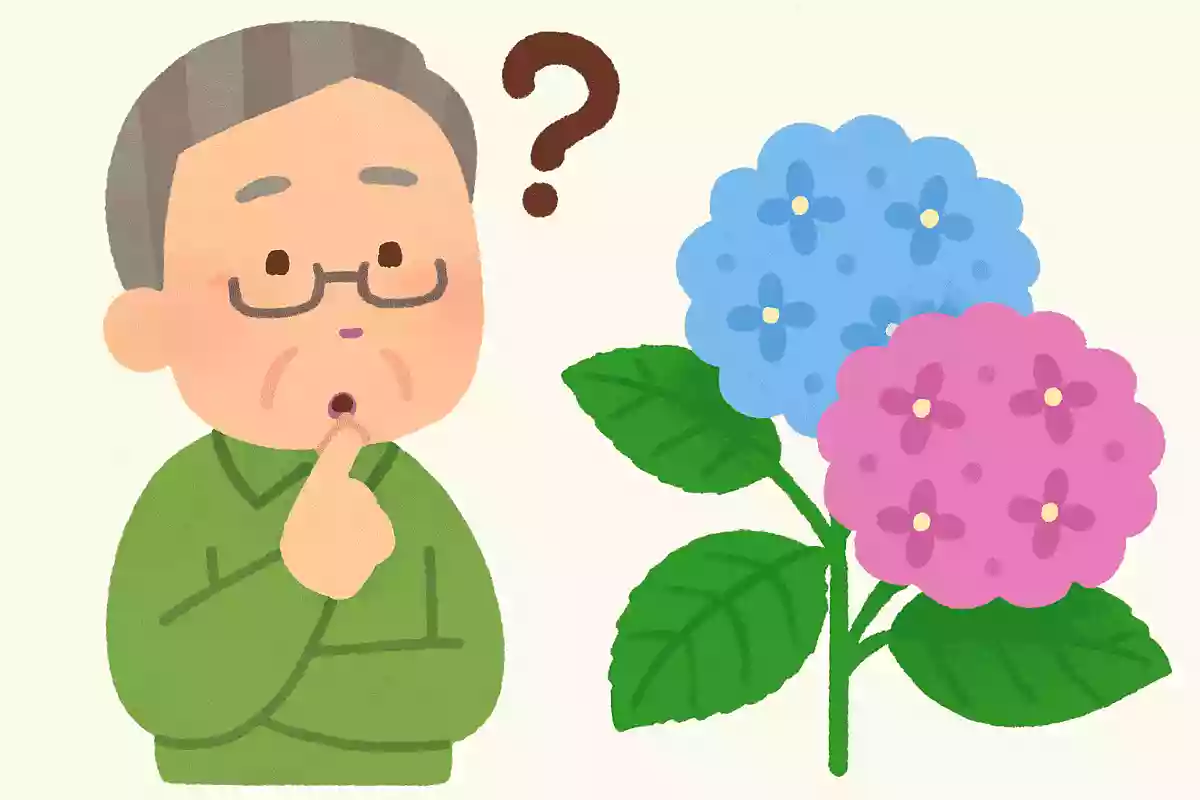 紫陽花は食べられるでしょうか？