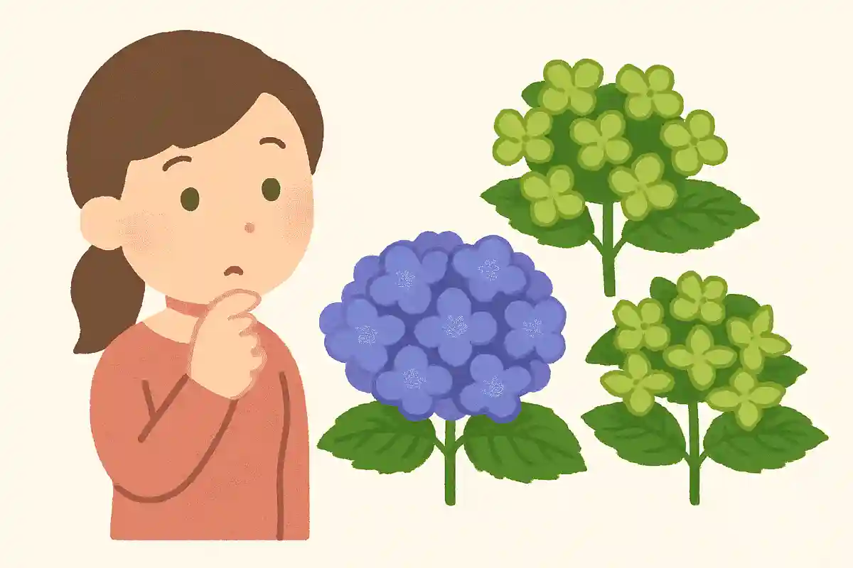 花びらなどが緑に変色する「アジサイ葉化病」という病気にかかることがある