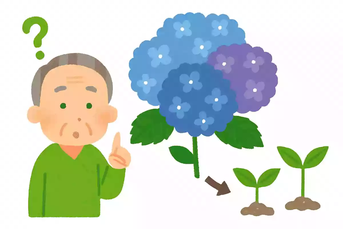 紫陽花はどのようにして株を増やすでしょうか？