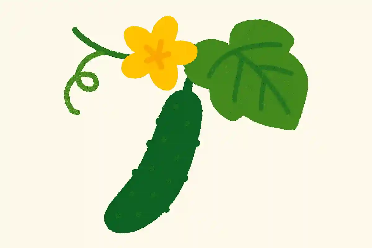 7月が旬の野菜にキュウリがあります。キュウリの花の色は何色でしょうか？