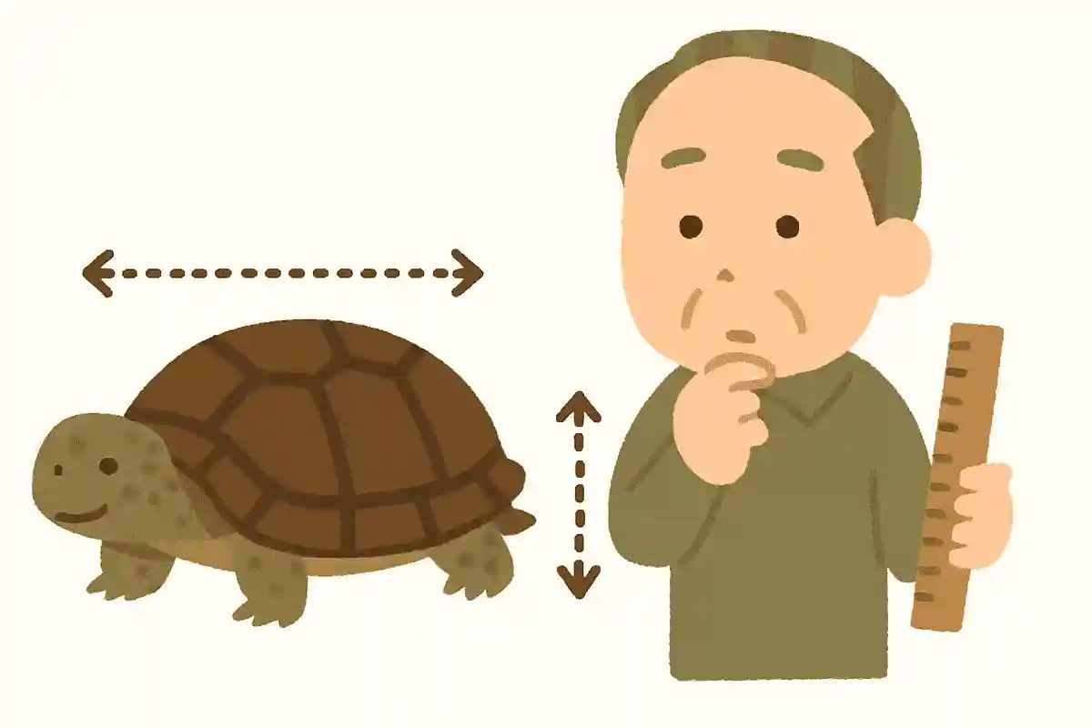 亀の長さの測り方は、次のうちどれが正しいでしょうか？