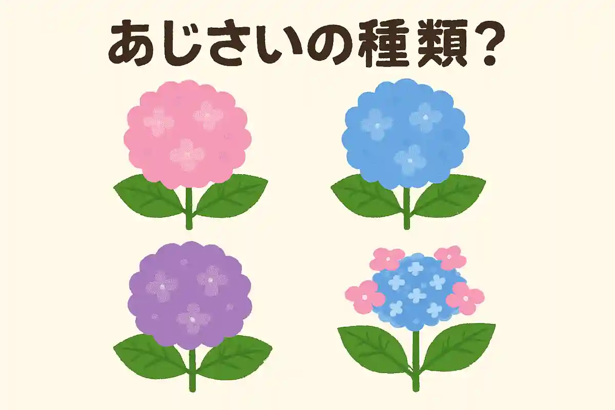 あじさいの種類は何種類でしょうか？