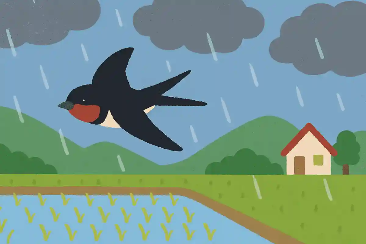 ツバメが低く飛んでいると雨が降る