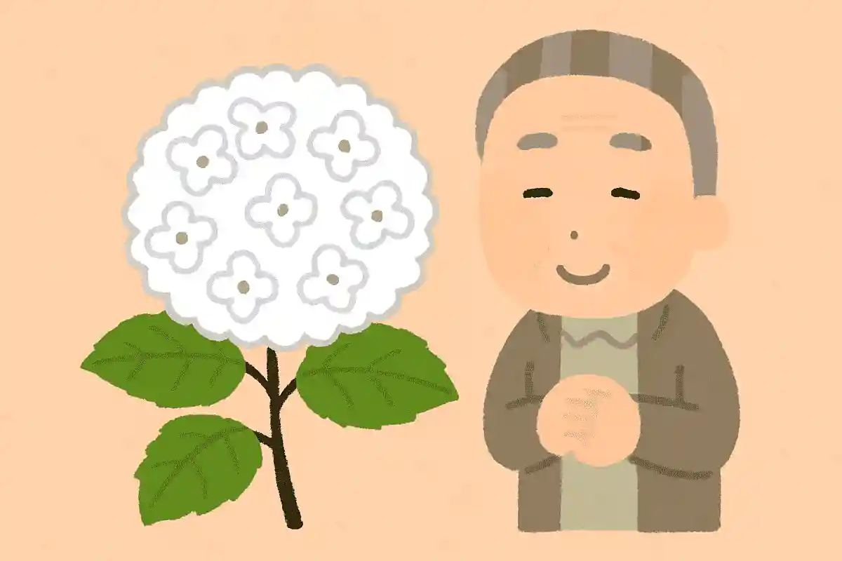紫陽花にはさまざまな花言葉がありますが、白色の紫陽花にはどのような花言葉があるでしょうか？