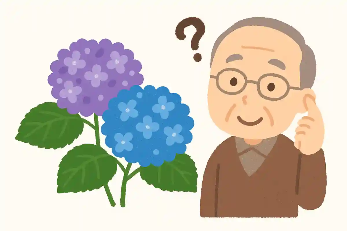 日本原産のガクアジサイがヨーロッパに渡り品種改良された西洋アジサイは別名何と呼ぶでしょうか？