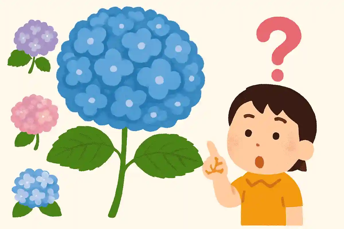 世界一大きい紫陽花は何と言う名前でしょうか？