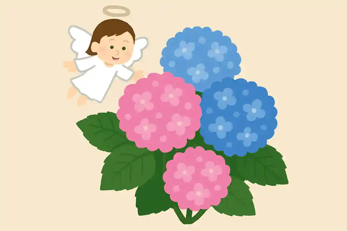 「スプリングエンジェル」は冬に咲くアジサイ