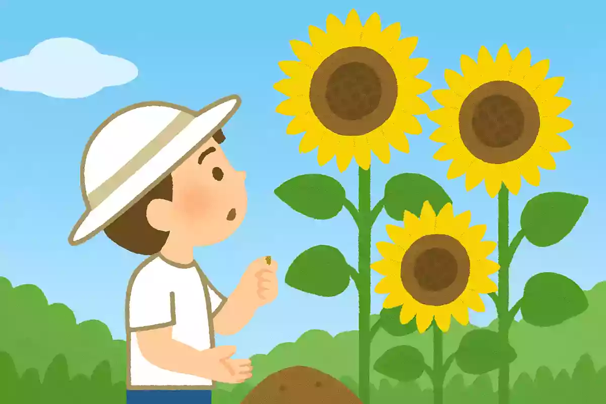タネをまき今は見上げるひまわりだ