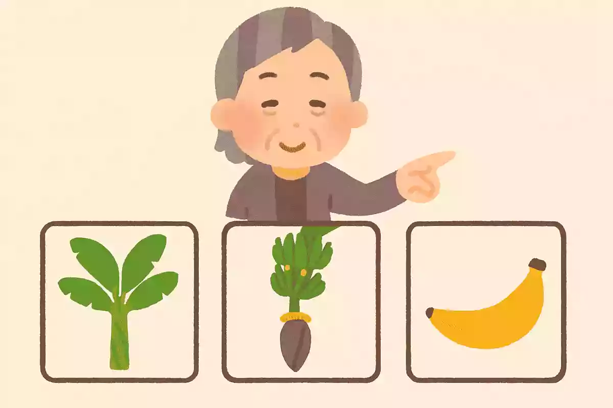 バナナの実ができるのは、次のうちどこでしょうか?