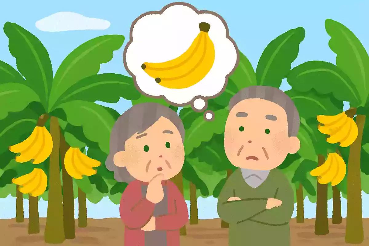 日本でもバナナの栽培はおこなわれているでしょうか?