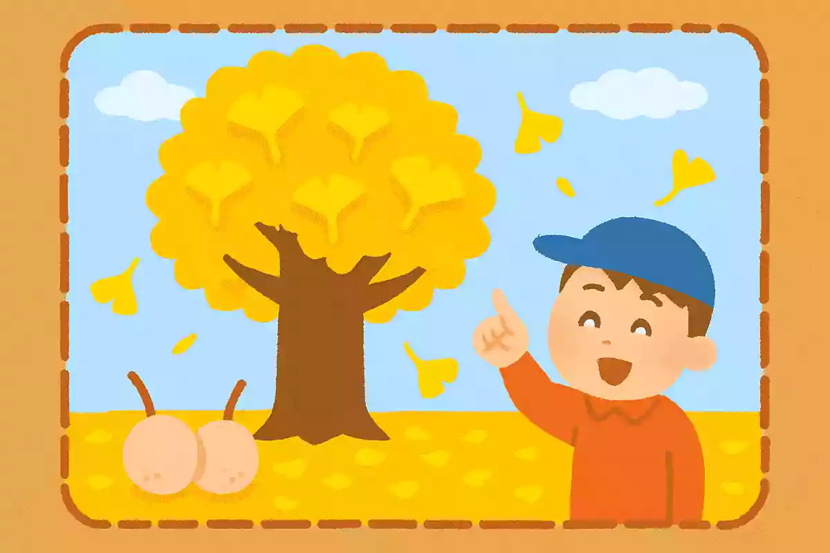 イチョウの木にできる実はなんでしょう?NEW!