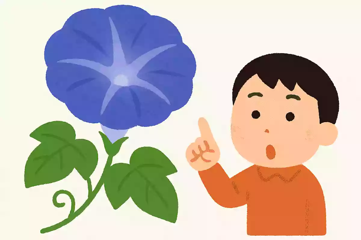 「牽牛花」は何と読む？NEW!