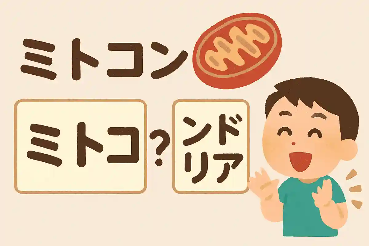 ミトコンドリアNEW!