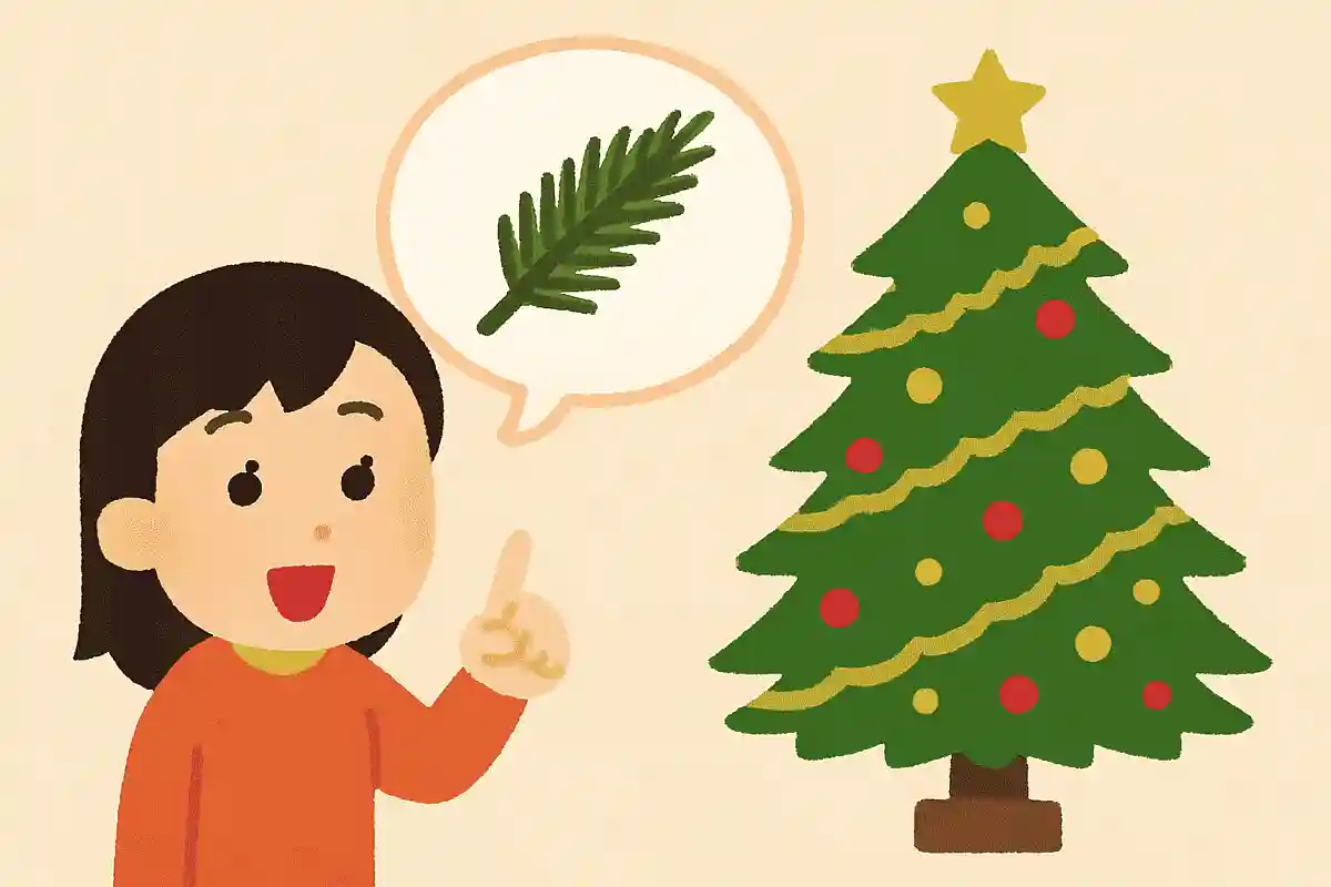 クリスマスツリーに使われている木はもみの木NEW!