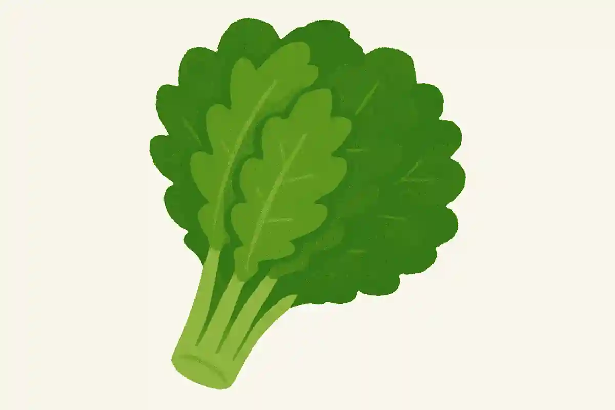 私はたくさんの葉でできています。付け合わせによく使われています。1年中食べられます。NEW!