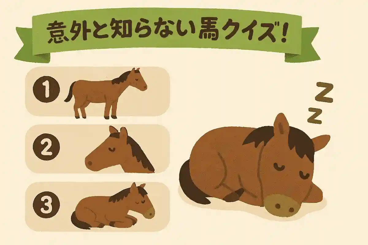 馬の睡眠について正しいのはどれでしょうNEW!