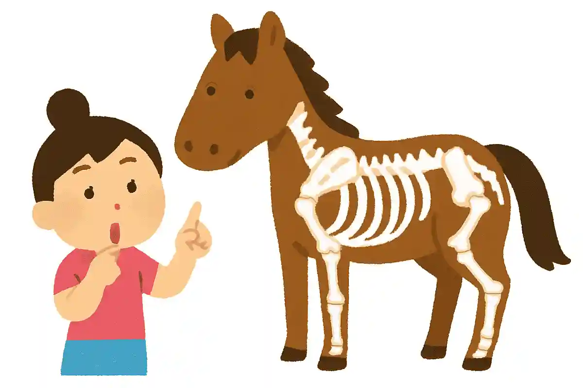 馬の体の中にある骨の数はだいたいどれくらいでしょう？NEW!