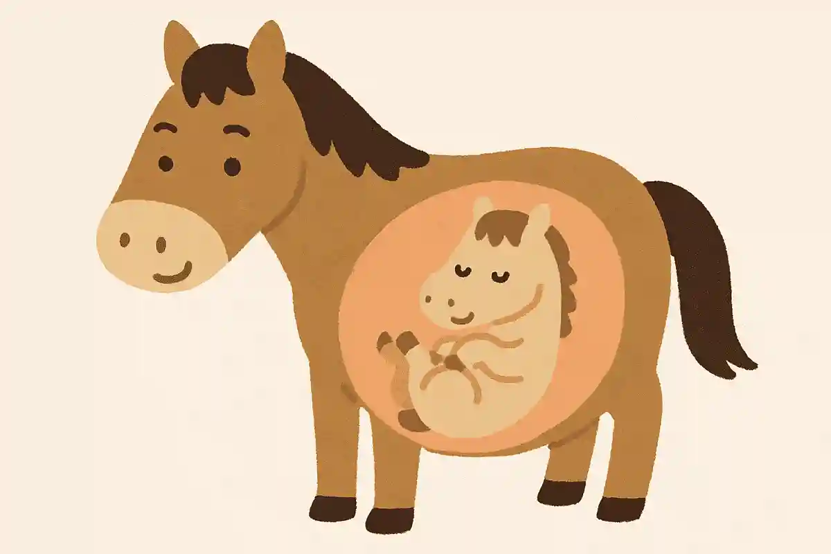 仔馬は約11カ月お母さんのおなかの中にいるNEW!