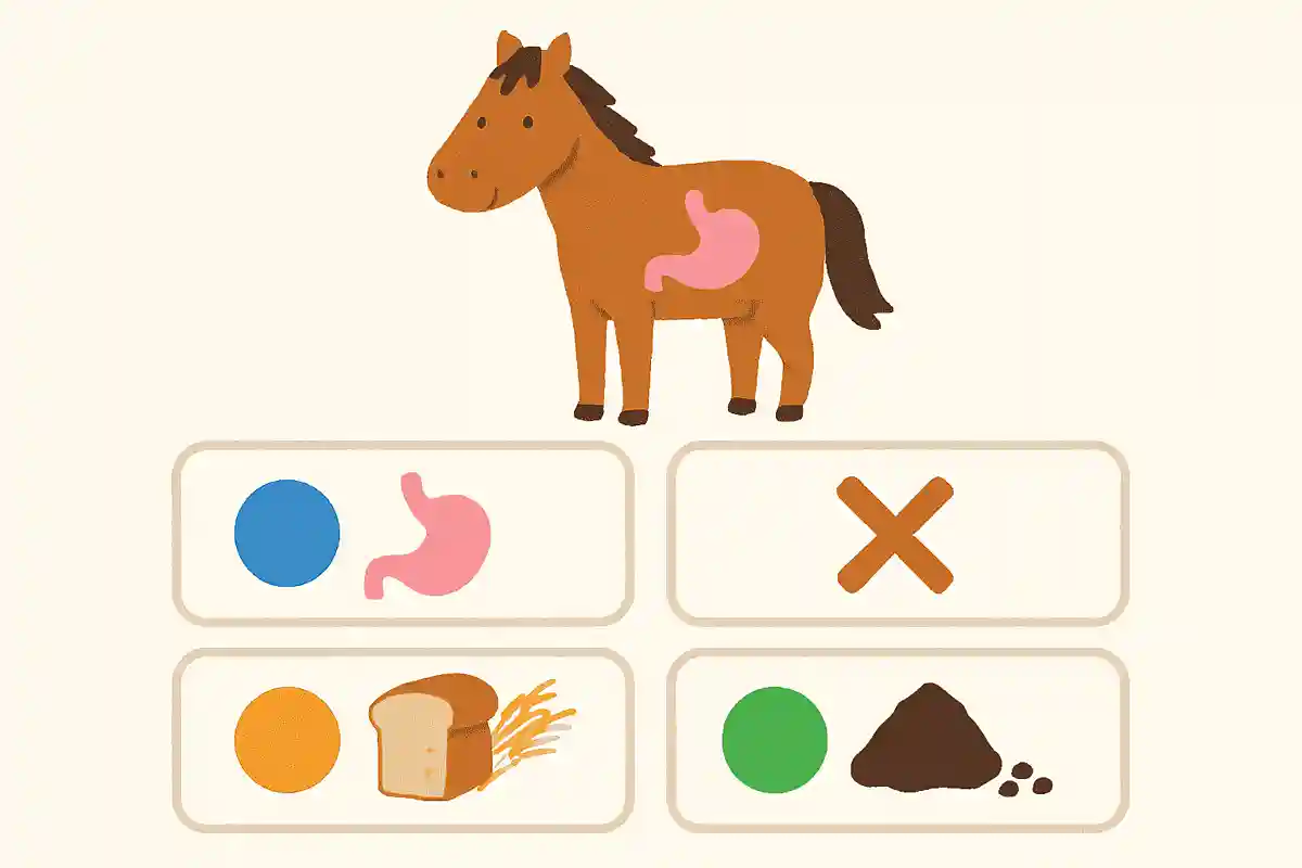 馬の胃について正しく述べているのはどれでしょうNEW!