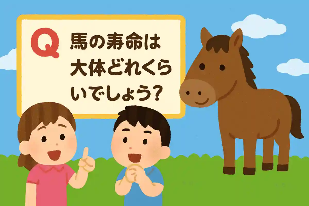馬の寿命は大体どれくらいでしょう？NEW!