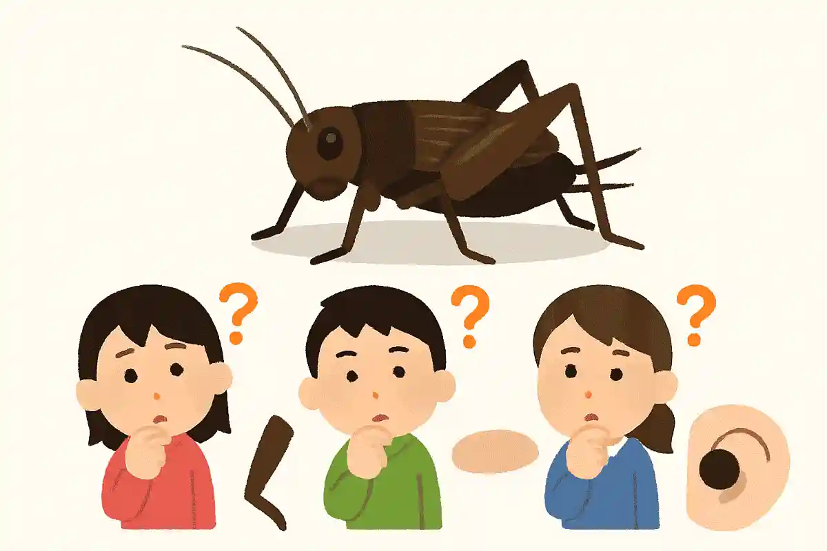 コオロギの耳はどこにあるでしょう？NEW!